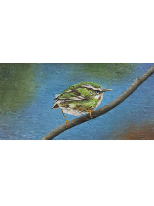 Rifleman - Titipounamu by Peter Miller