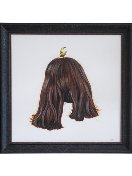 Rockwren / Pīwauwau