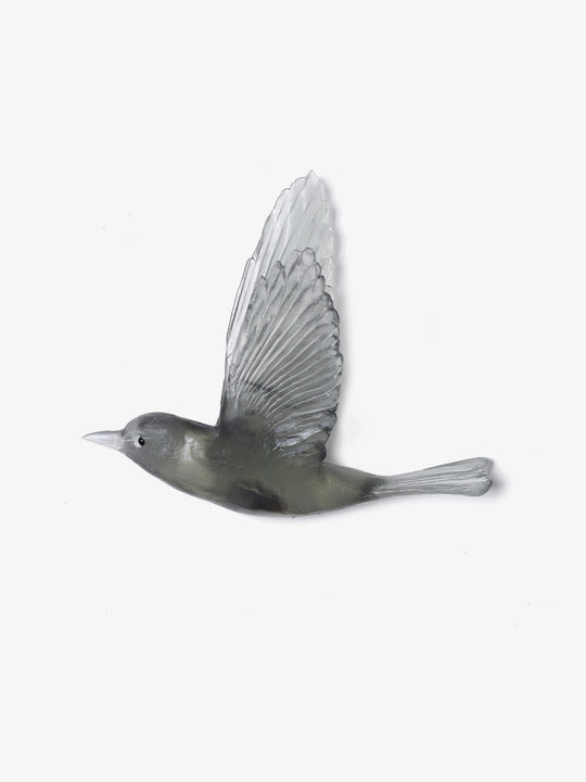 Shining Cuckoo / Pipiwharauroa