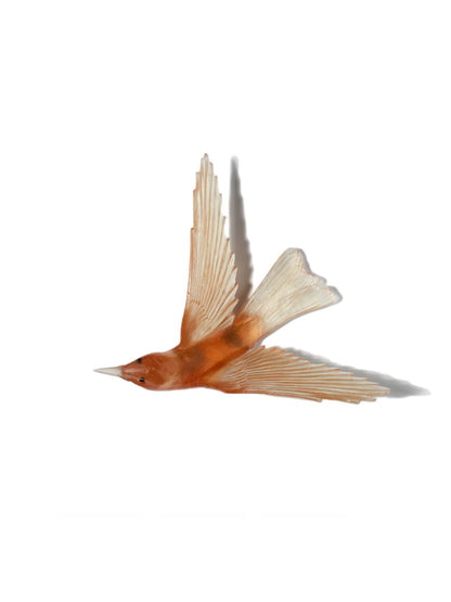 Bellbird / Korimako