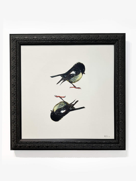Miromiro, Miromiro