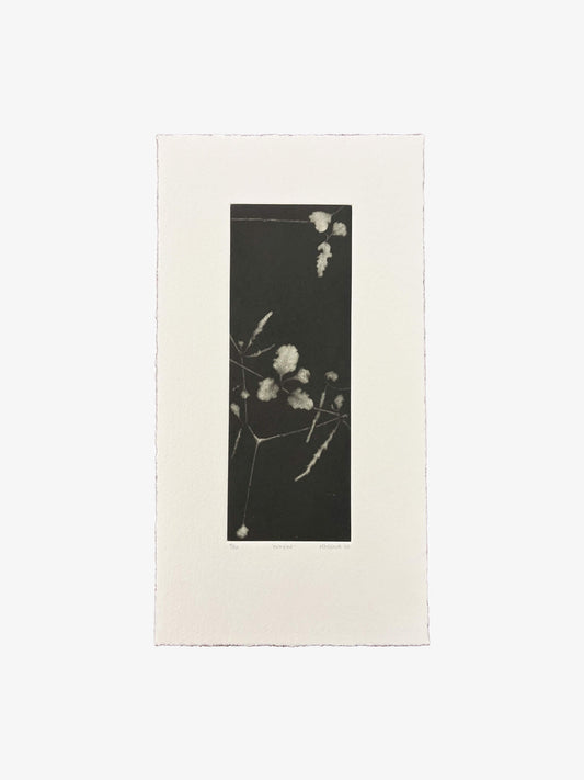 Pōkākā Ed. 14/20, 2023 (KC03)