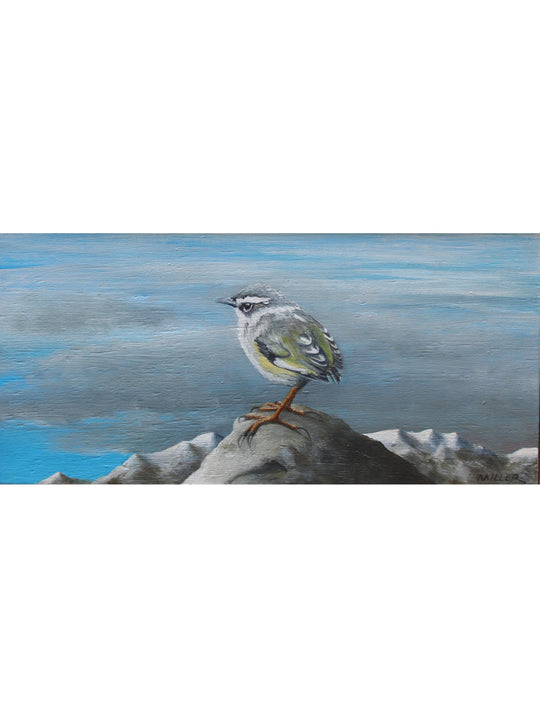 Rock Wren - Piwauwau by Peter Miller