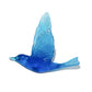 Shining Cuckoo / Pipiwharauroa