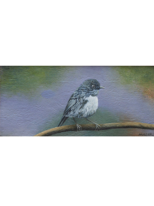 South Island Robin - Taruwai by Peter Miller