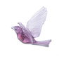 Stitchbird / Hihi