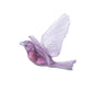 Stitchbird / Hihi
