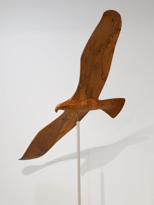 Kahu (Swamp Harrier)