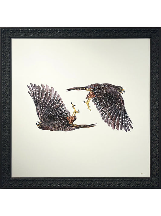 Kārearea, Kārearea