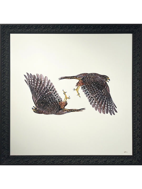 Kārearea, Kārearea