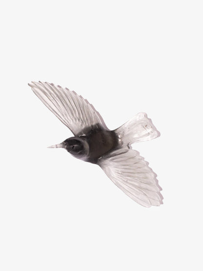 Saddleback / Tīeke