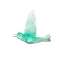 Shining Cuckoo / Pipiwharauroa