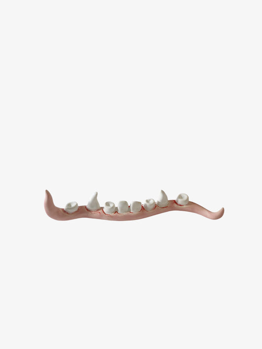 Chewing Row cord of teeth