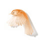 Fantail / Pīwakawaka - Wings Down
